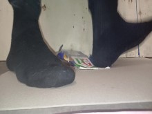 Male Box Crush en calcetines, aplanado por mi tamaño de 89 kg y 11 pies