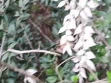 desnudo en el bosque. látigo y hortie