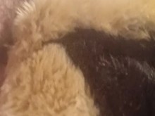 Perro peludo de peluche y se corre (vídeo completo)